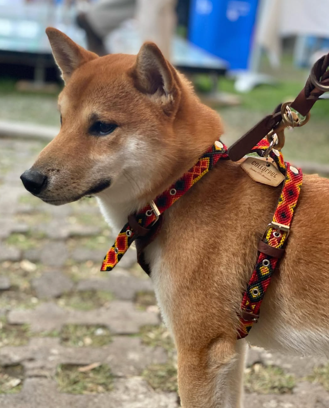 Collarpet Leash
