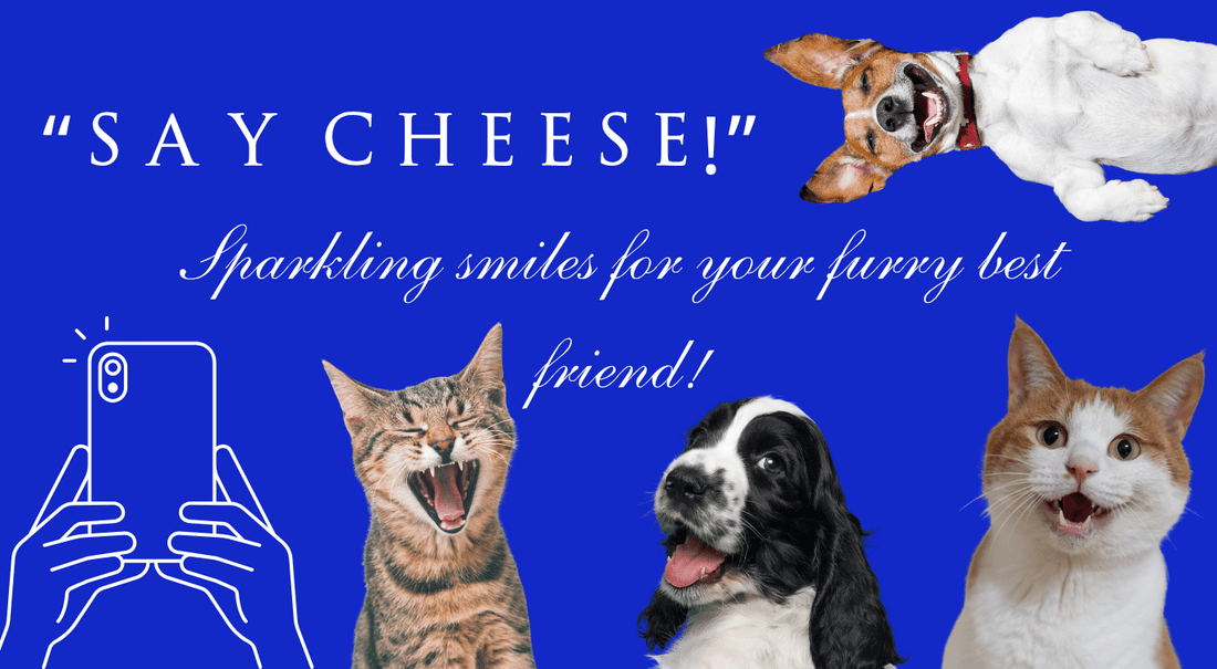 All About Cosmetic Teeth Cleaning for Cats and Dogs