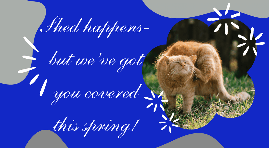 Spring forward into cat grooming!