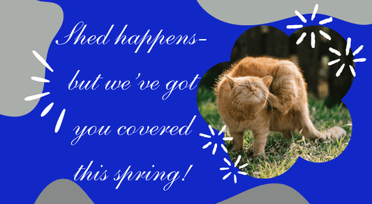 Spring forward into cat grooming!