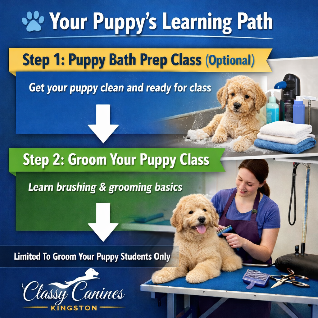 Hands-On Pet Grooming Education - Classy Canines in Kingston, Ontario