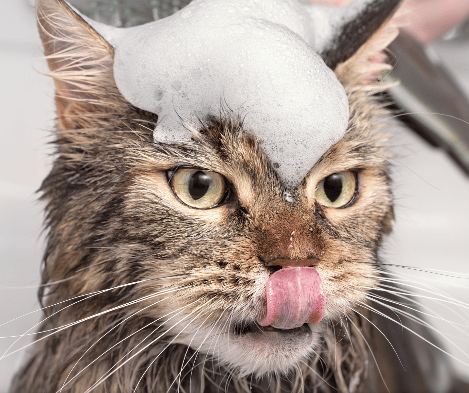Cat Grooming