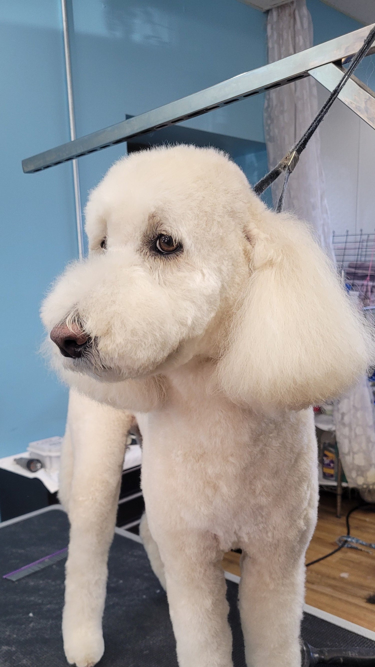 Dog Grooming