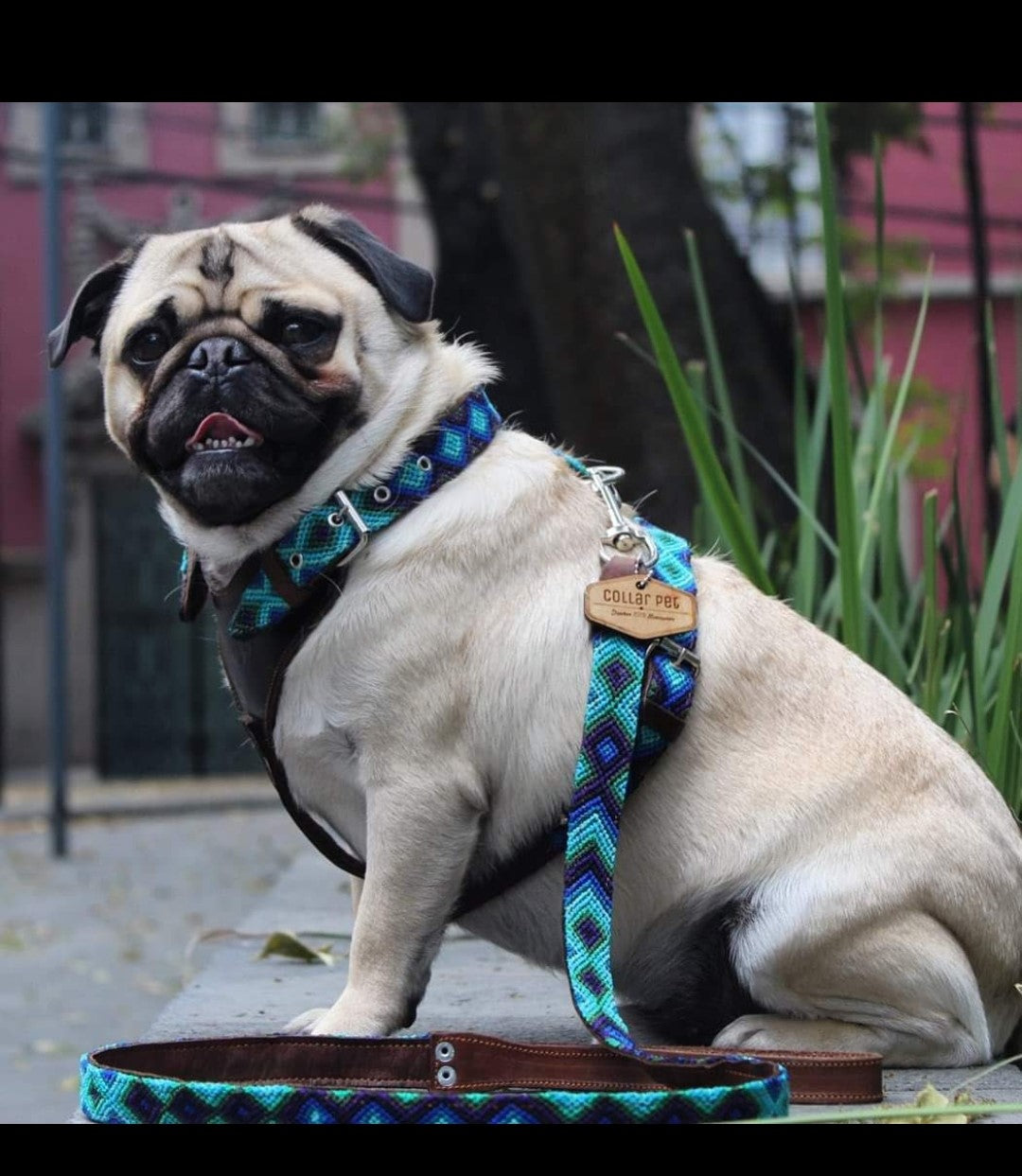 Collarpet Harness