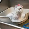 Cat Bathing
