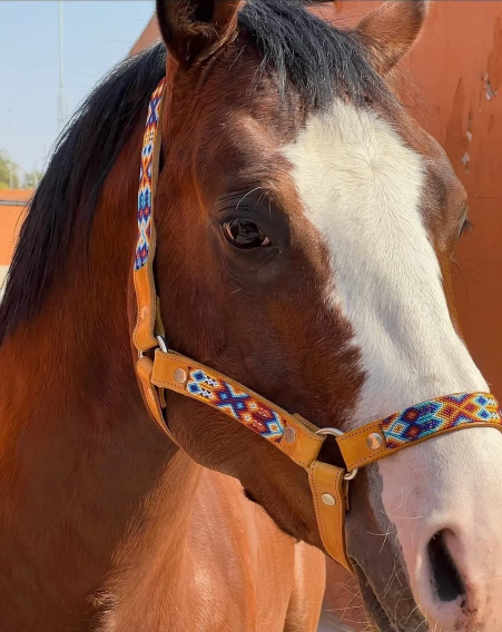 Collarpet Horse Halter