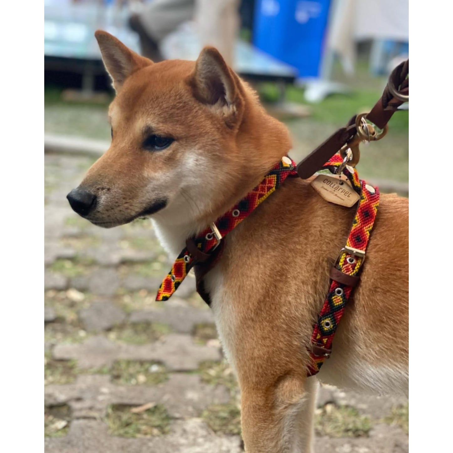 Dog wearing a colourful CollarPet handcrafted harness with matching hand-braided leash
