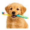 Cosmetic Teeth Cleaning for Pets in Kingston