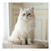 Cat Comb Out - Long Haired