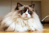 Cat Comb Out - Long Haired