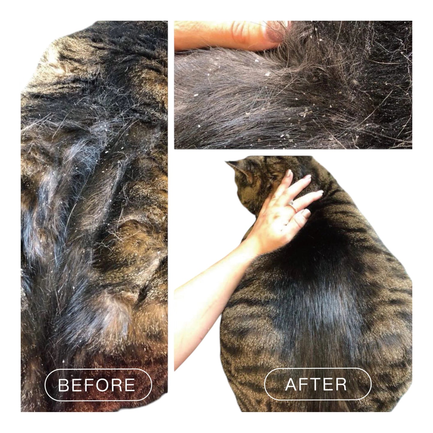 Nagayu CO₂ Spa Tablets for Pets – Original & Coconut Oil | Professional Skin & Coat Treatment for Dogs & Cats | 10ct & 100ct