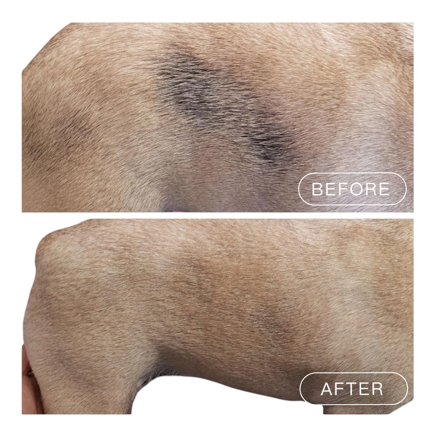 Nagayu CO₂ Spa Tablets for Pets – Original & Coconut Oil | Professional Skin & Coat Treatment for Dogs & Cats | 10ct & 100ct