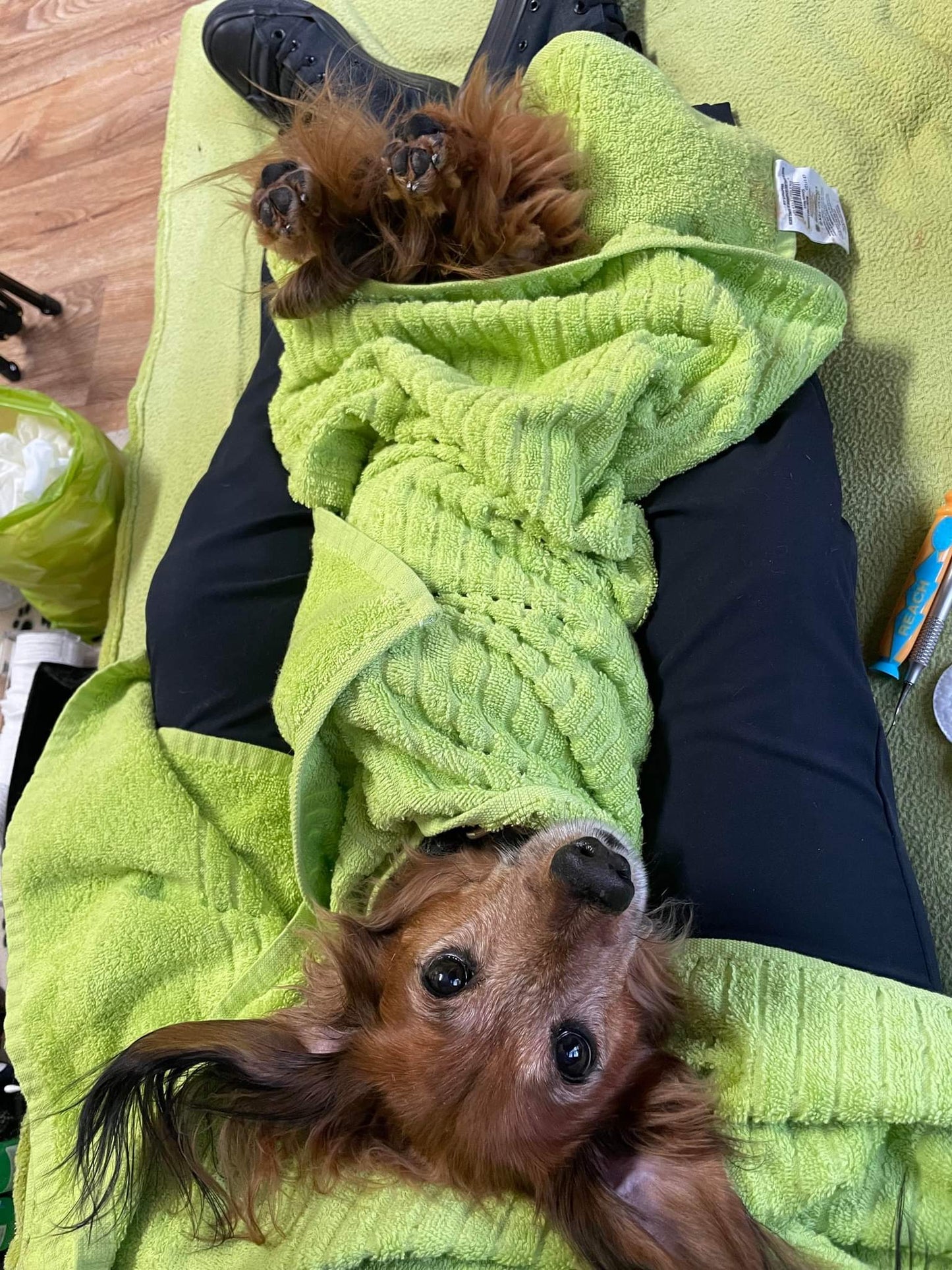 Cosmetic Teeth Cleaning for Pets in Kingston