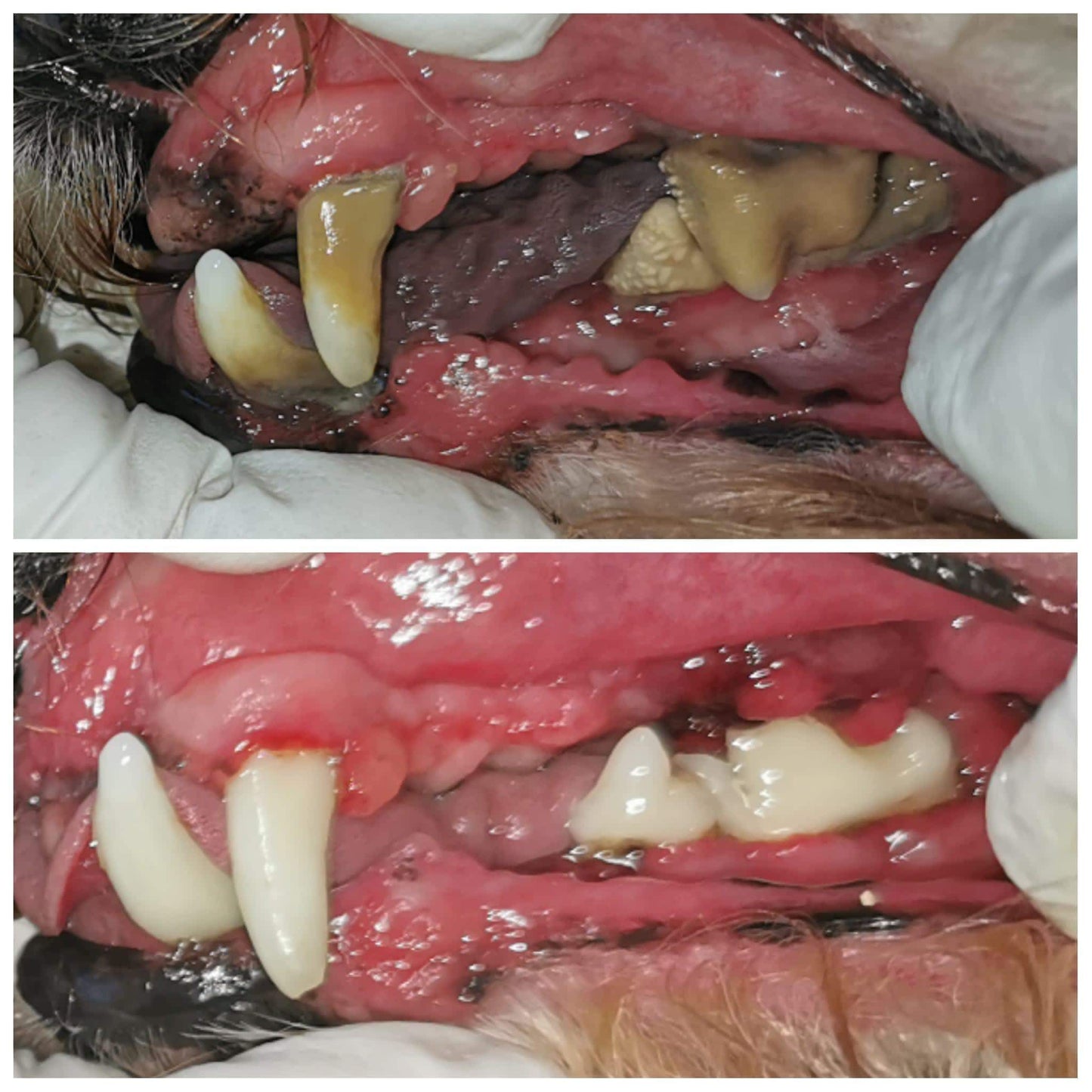 Cosmetic Teeth Cleaning for Pets in Kingston