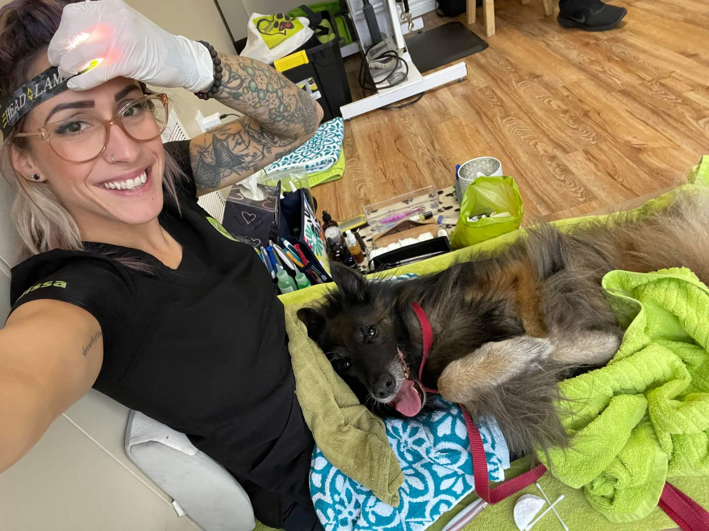 Cosmetic Teeth Cleaning for Pets in Kingston