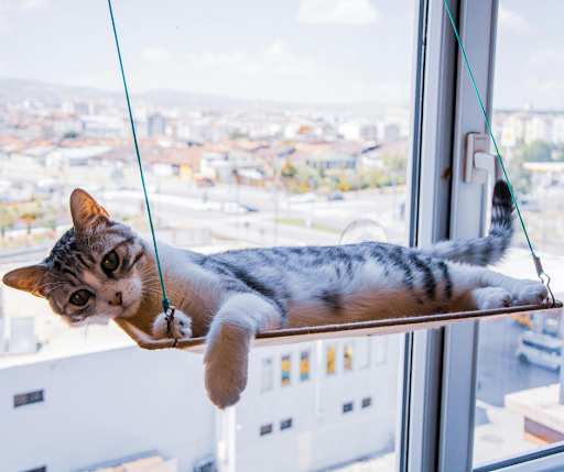 Cat comb Out- Short Haired